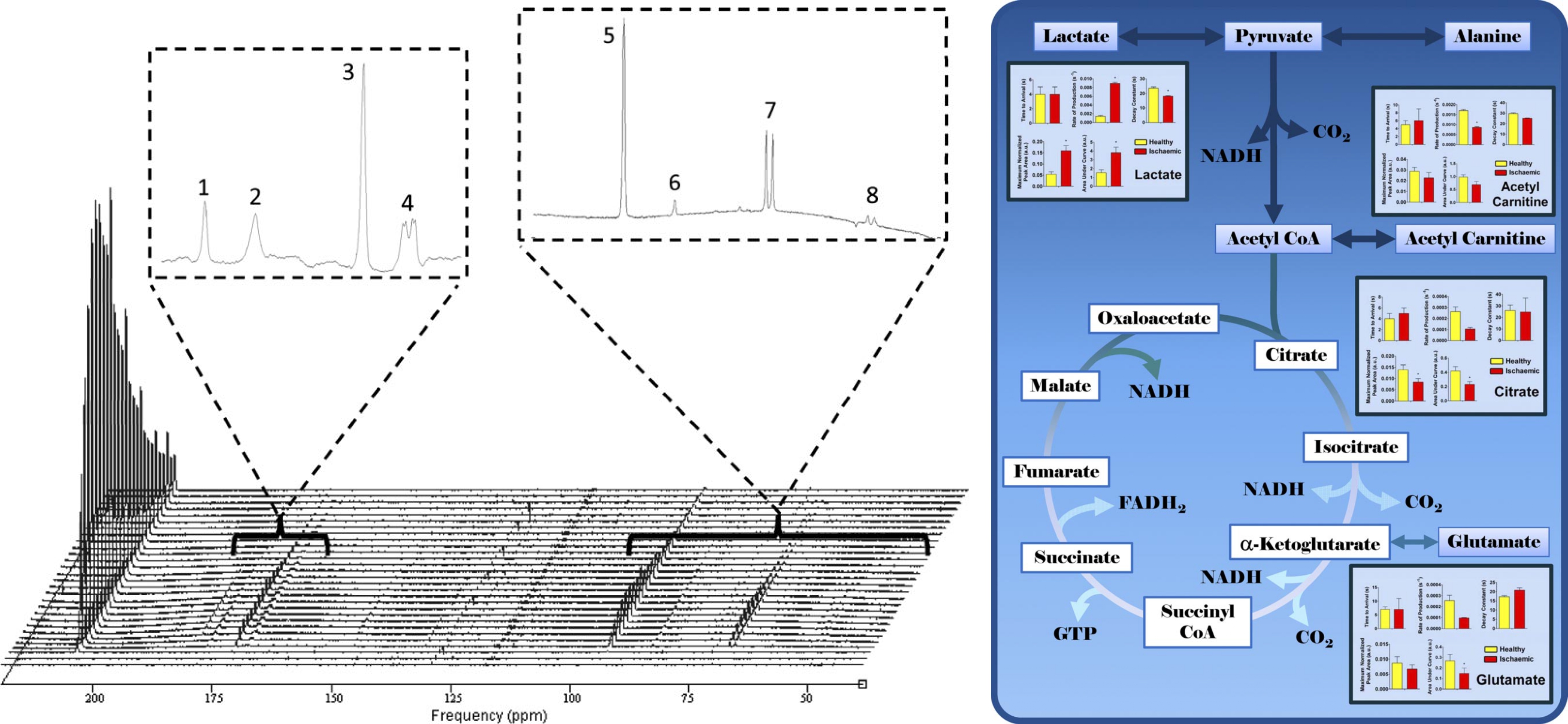 ../_images/C2Pyruvate-Figure-Overview.jpg
