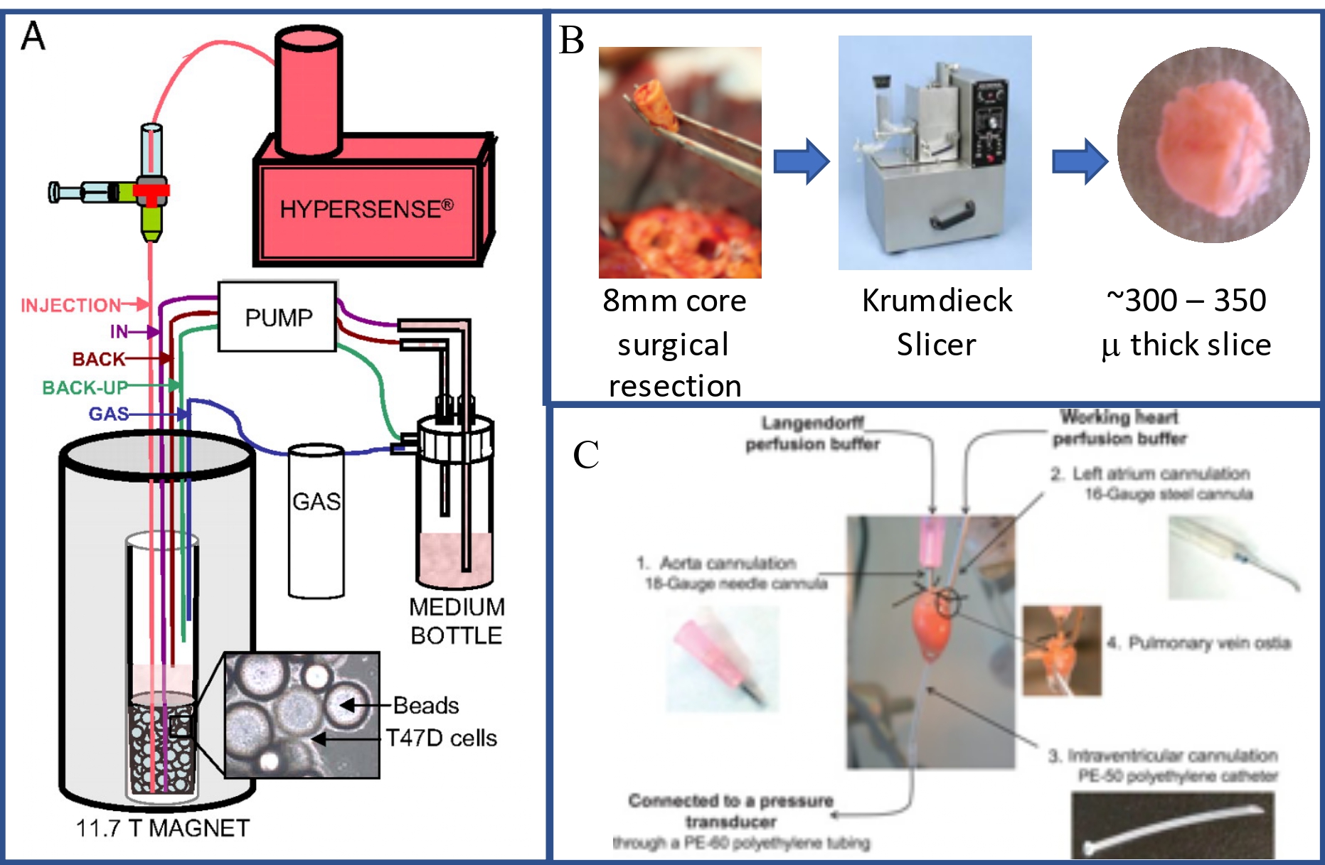 Components of bioreactor system to study metabolism of cells, tissues and organs