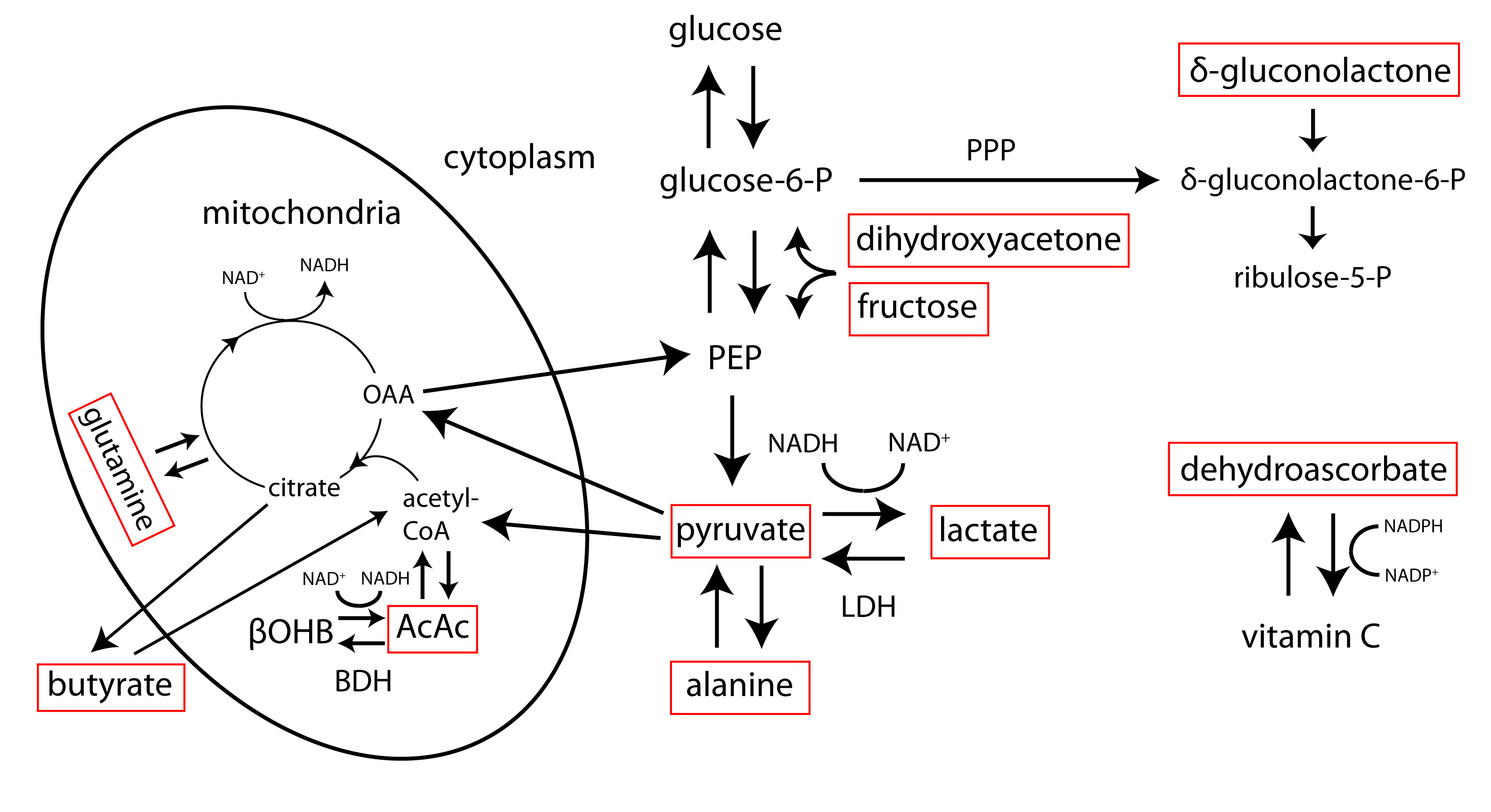 Hyperpolarized 13C metabolic pathways in the liver