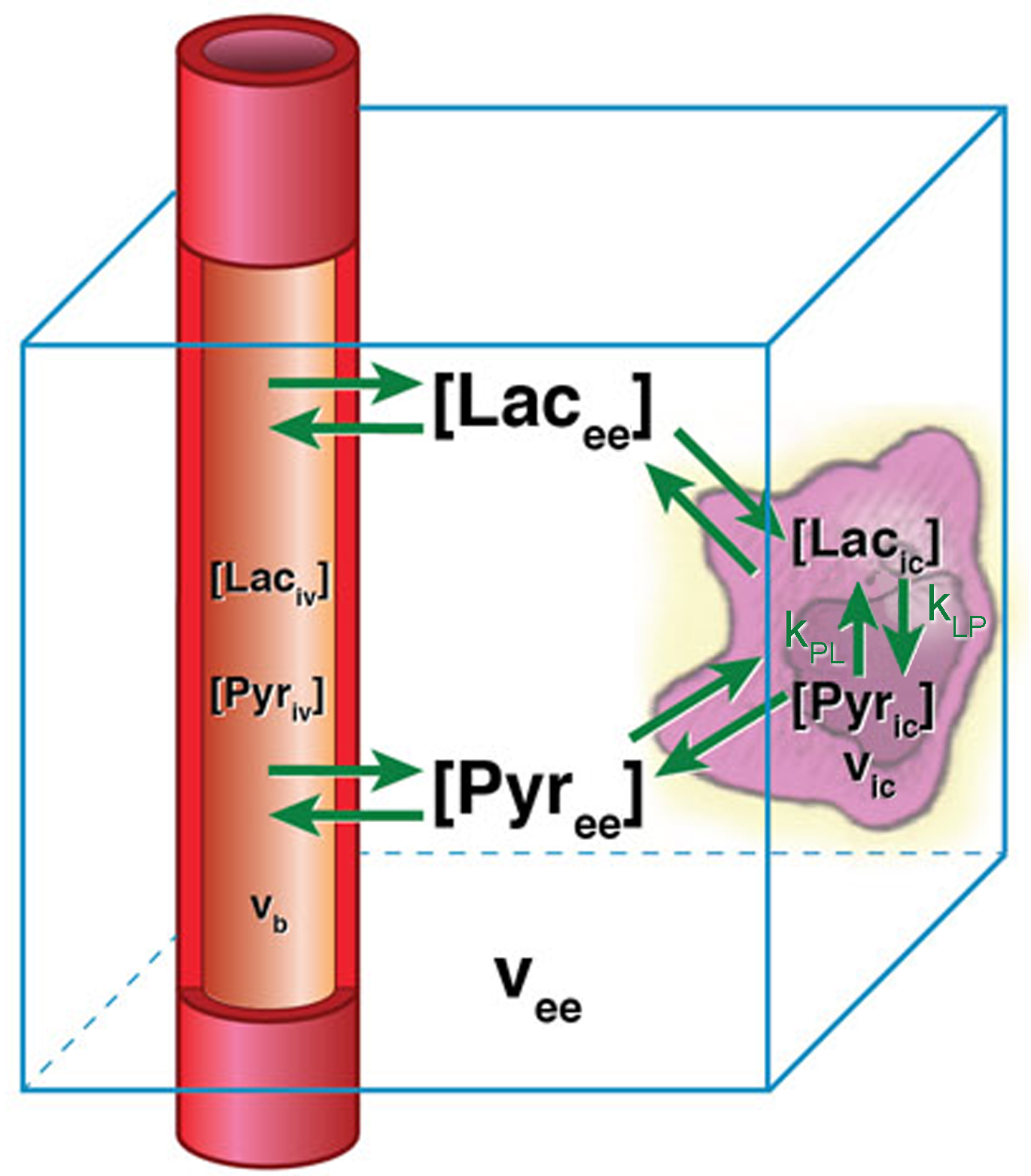 3 compartment PK model