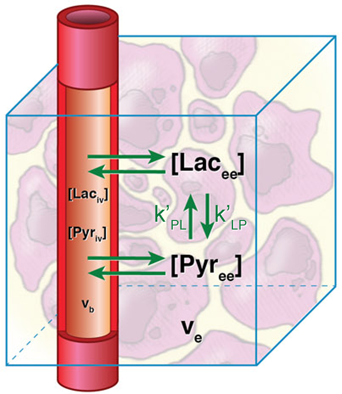 2 compartment PK model
