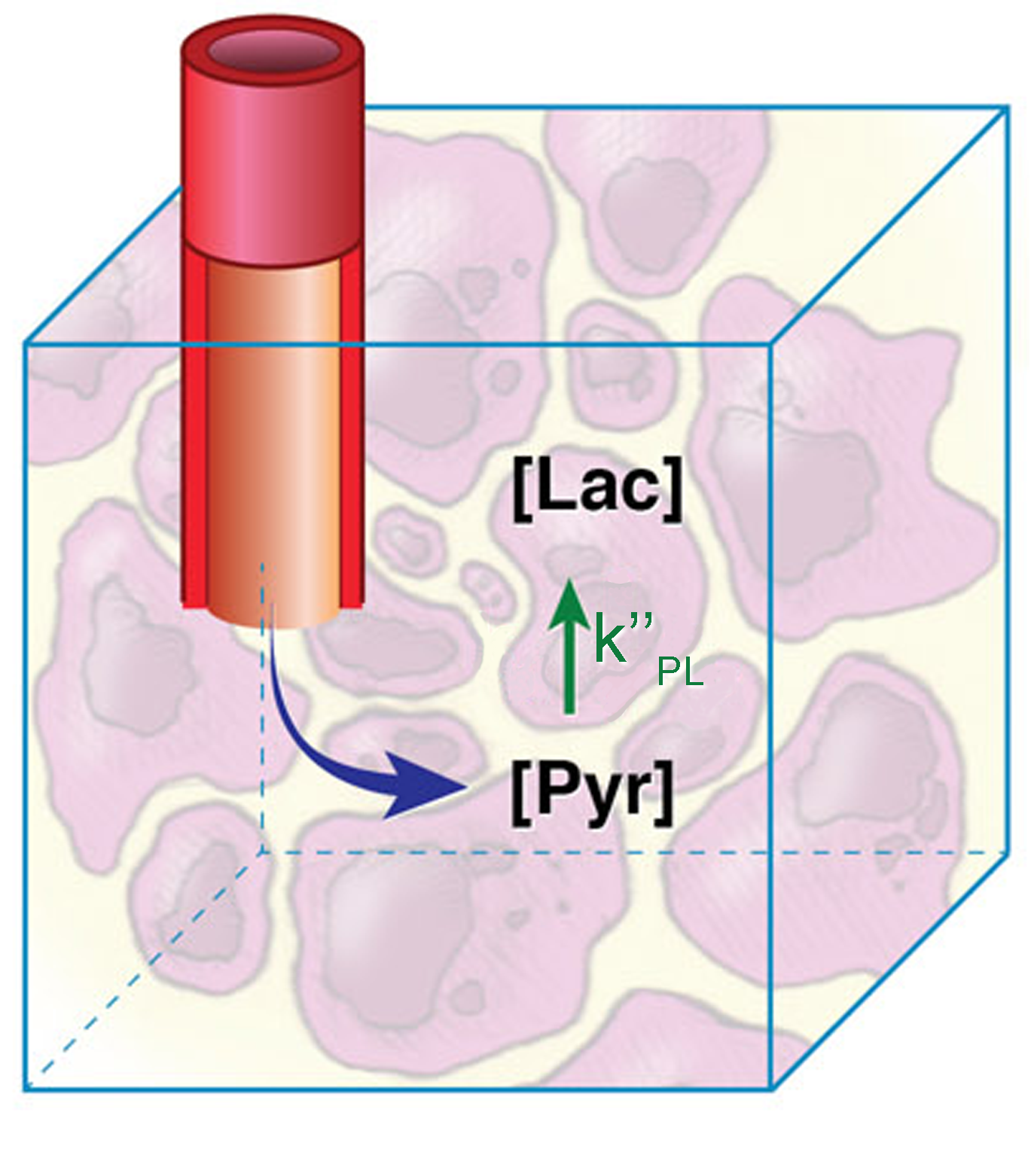 1 compartment PK model