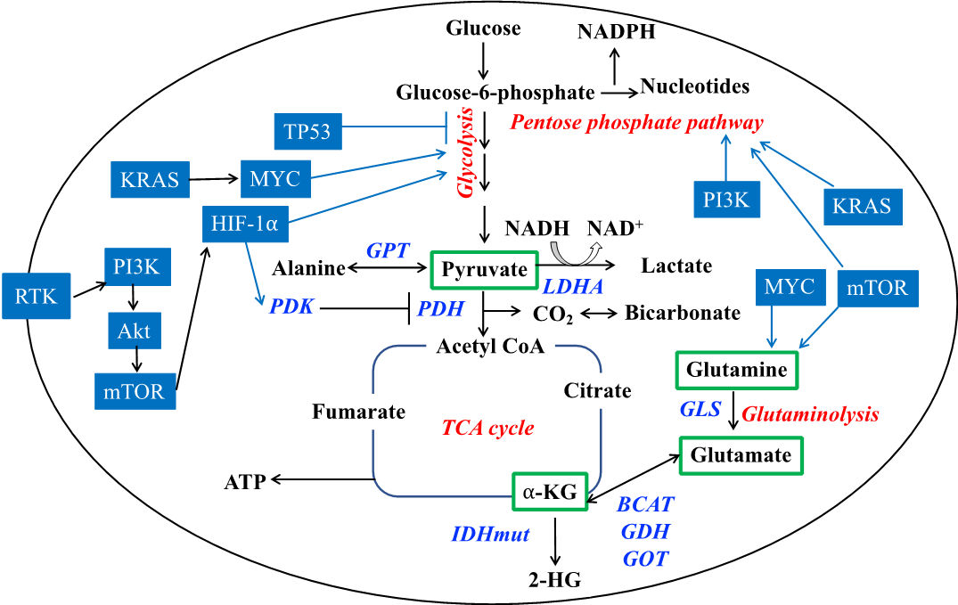 Oncogenic Reprogramming
