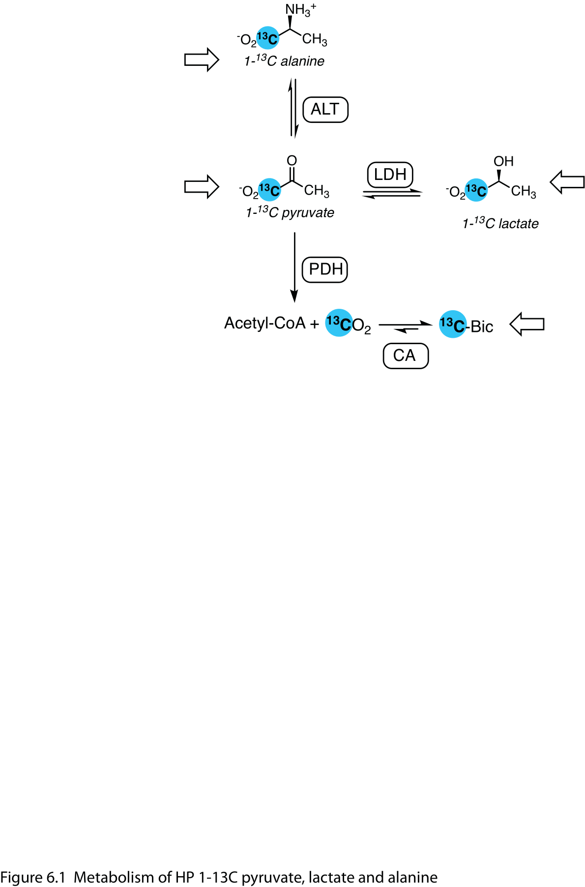 Figure 1: Metabolism of HP 1-13C pyruvate, lactate and alanine.