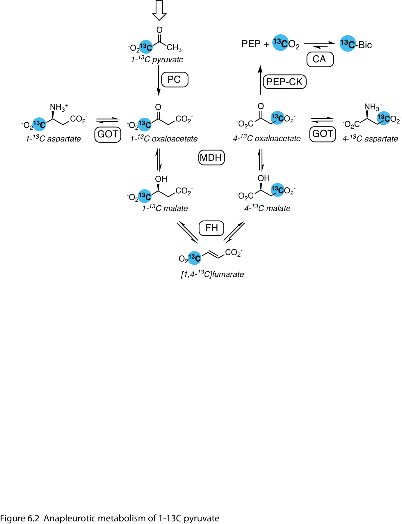Figure 2: Anapleurotic metabolism of 1-13C pyruvate.