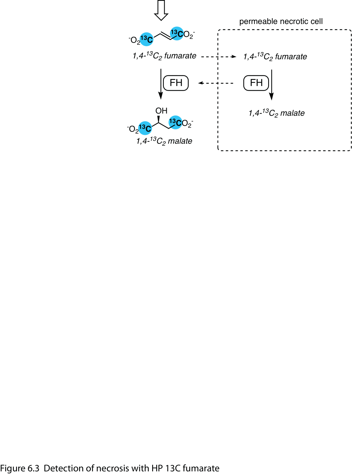 Figure 3: Detection of necrosis with HP 13C fumarate.