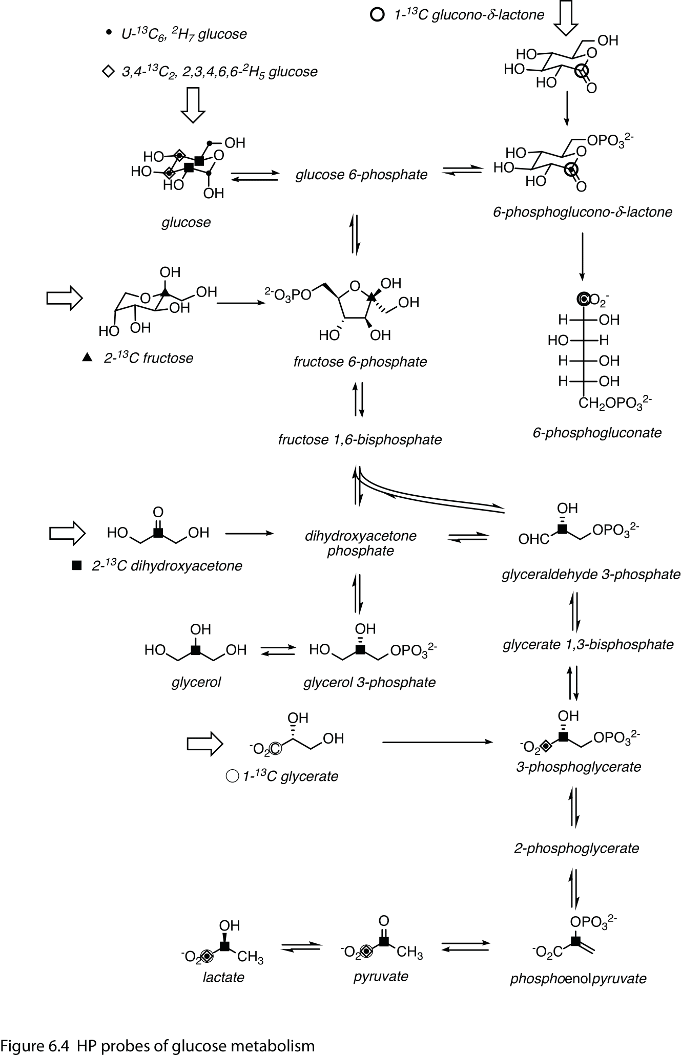 Figure 4: HP probes of glucose metabolism.
