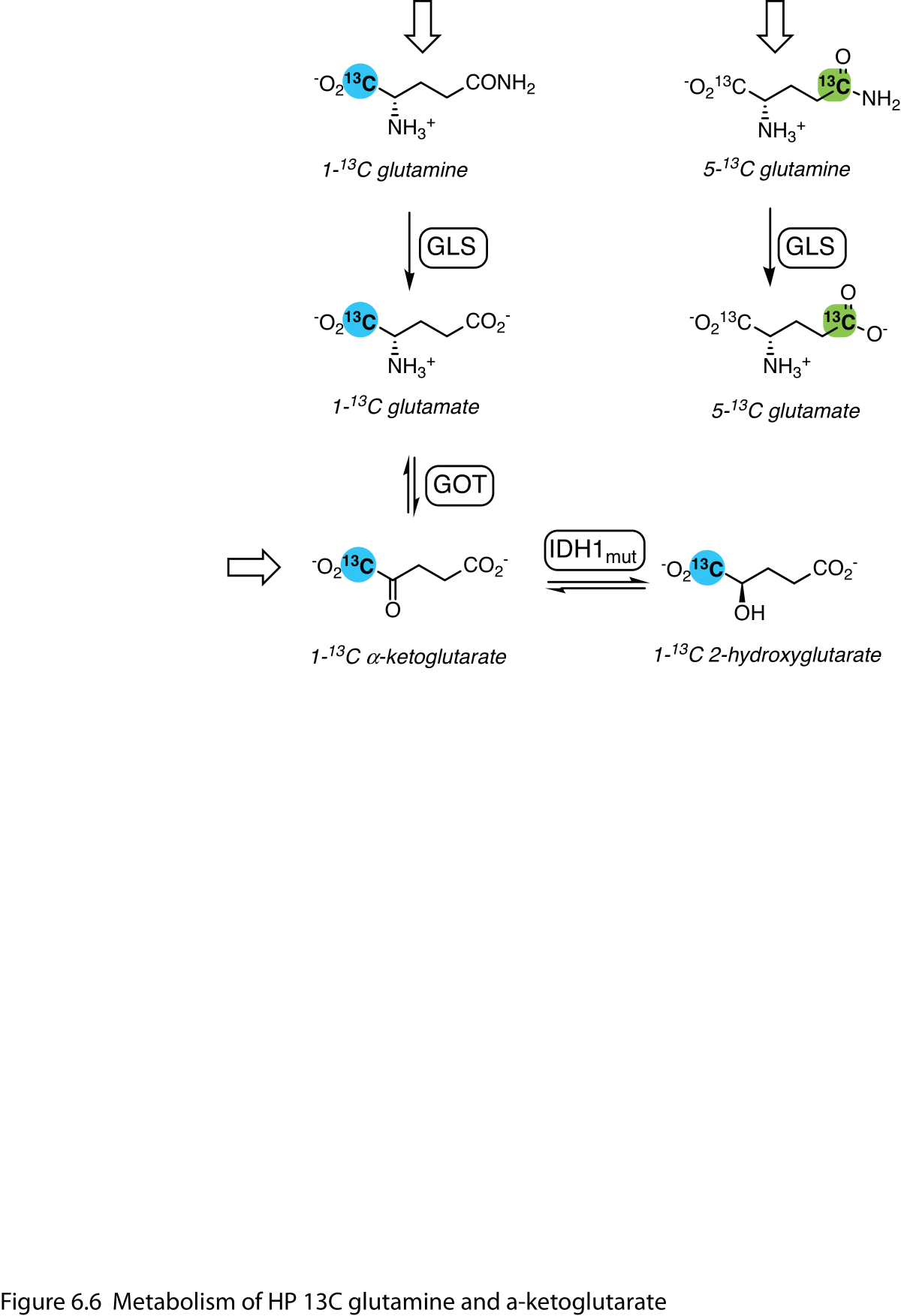 Figure 6: Metabolism of HP 13C glutamine and α-ketoglutarate.