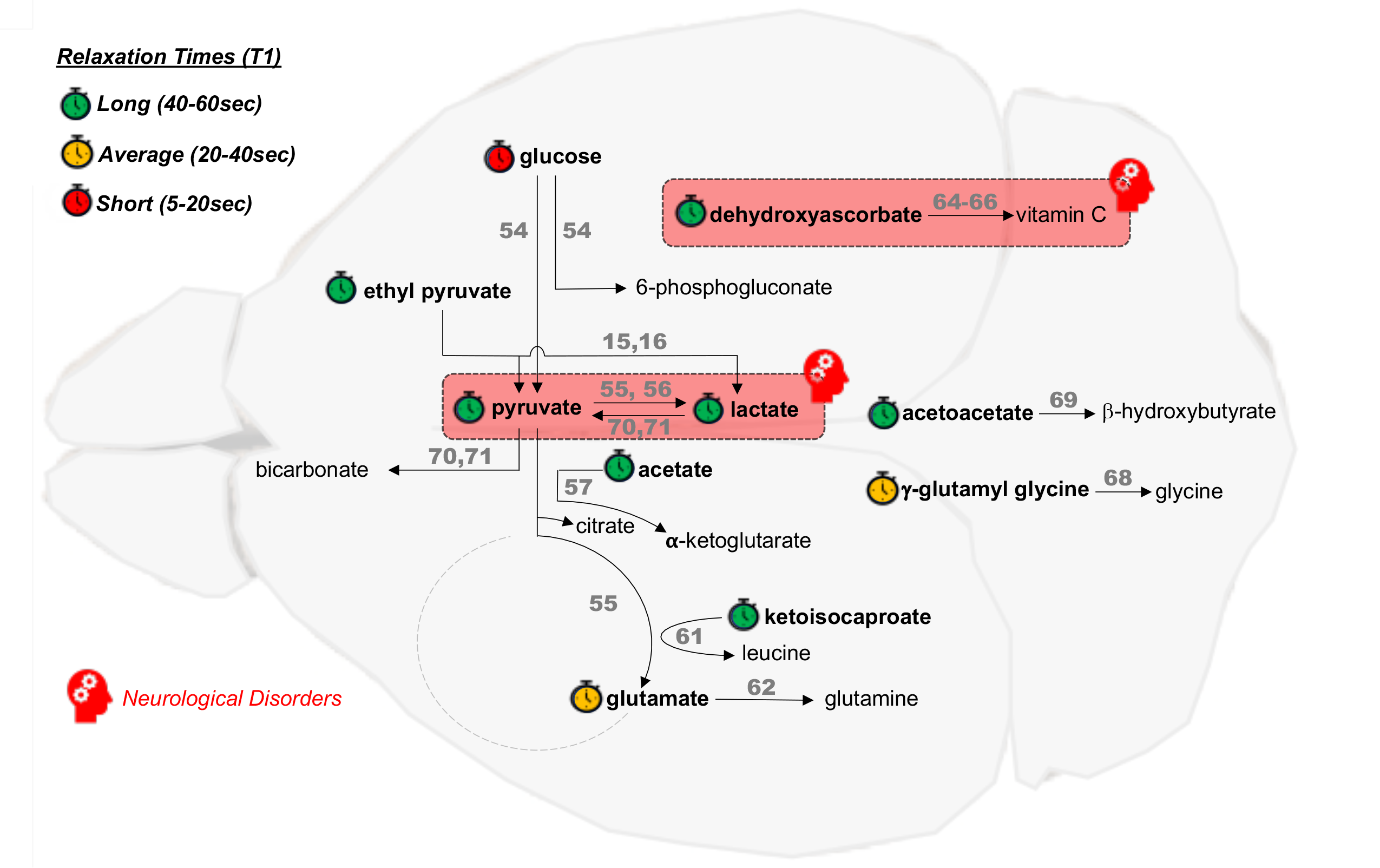 Overview of cerebral metabolic reactions investigated using HP probes